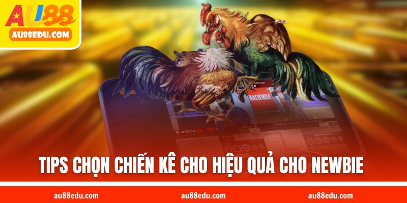 Tips chọn chiến kê cho hiệu quả cho newbie 