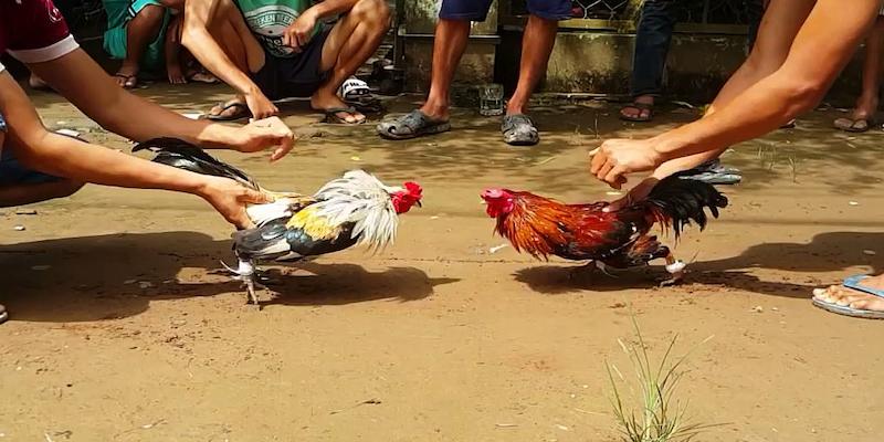 Gợi ý chọn chiến kê hợp mạng nhất